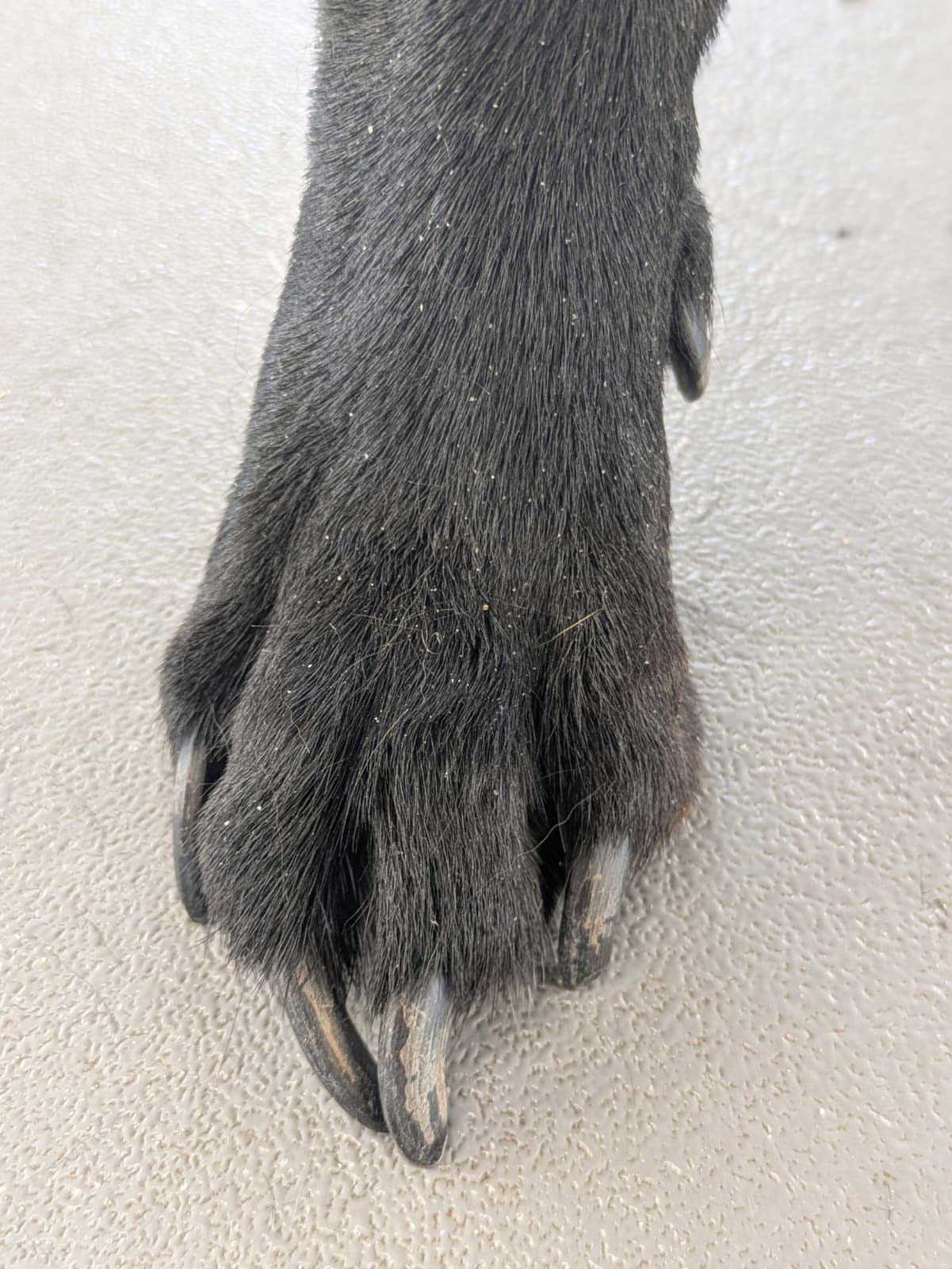 lange Hundekrallen